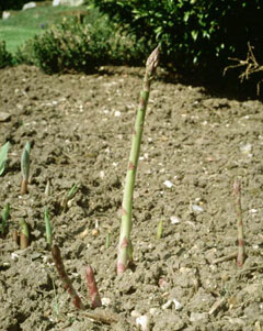 Asparagus officinalis